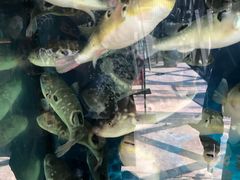 -肆月河豚·新淮扬(金融街店)