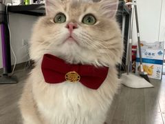-欣宠猫屋·矮脚拿破仑·蓝金金渐层