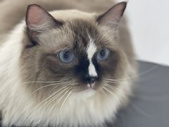 -comecome来吧宠物(奥克斯中心店)