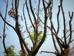 -盘龙城国家考古遗址公园