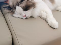 -猫腻·猫咖·撸猫馆(星光大道店)