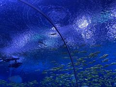 -上海海昌海洋公园