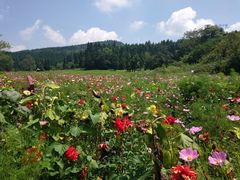 -武陵山森林公园