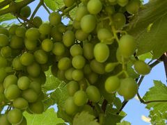 -白洋淀景区