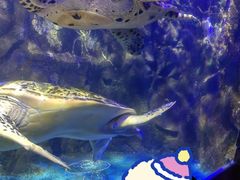 -太平洋海底世界