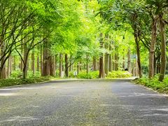 -东平国家森林公园