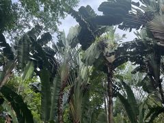 -中国科学院西双版纳热带植物园
