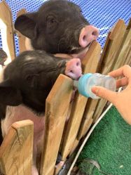 -萌宠亲子动物乐园(槐房万达店)