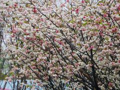 -天适樱花悠乐园