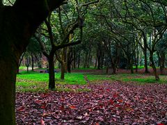 -南宁良凤江国家森林公园