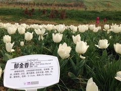 -紫颐香薰山谷景区