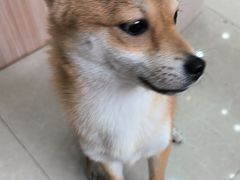 -瑞鹏宠物医院·夜间急症·心超·猫科(祖庙分店)