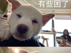 -柴犬小屋·柴餐厅·狗咖食堂(金鼎广场店)