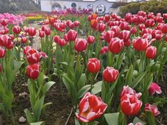 -都江堰玫瑰花溪谷