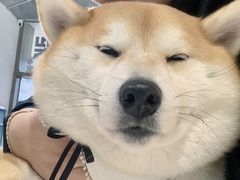 -柴务处·柴犬主题狗咖