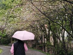 -南山植物园