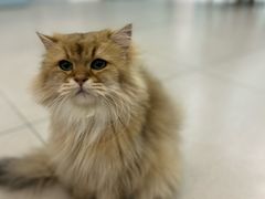 -安格丽娜·狗咖·猫咖羊驼咖(春熙路百盛商场店)