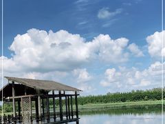 -溱湖国家湿地公园