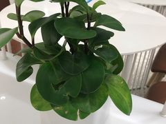 -奈雪的茶(新天地广场PRO店)