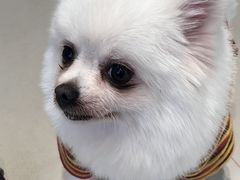 -怪兽屋·羊驼·猫咖·狗咖(俊华广场店)