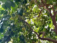 -国家植物园南园