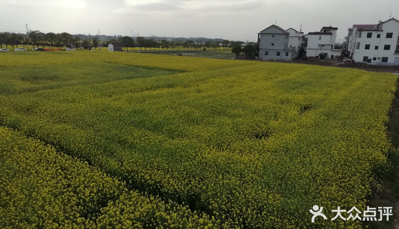 在安義古村附近看了油菜花