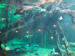 -华夏文旅海洋公园