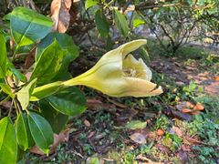 -中国科学院西双版纳热带植物园
