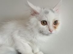 -萌兽医馆·犬猫专科·眼科中心·宠物医院(朝阳门分院)
