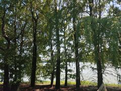 -上海海湾国家森林公园