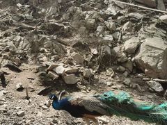 -栾川竹海野生动物园