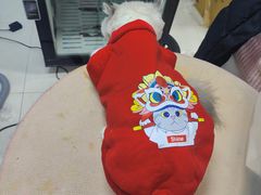 -翊宠yipet猫狗购宠庄园犬舍•猫舍