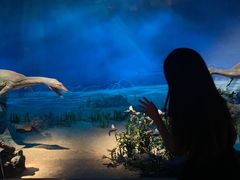 -贝林大翅鲸简餐厅(国家海洋博物馆店)