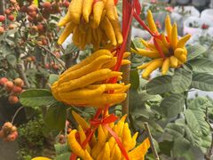 -龙大花卉苗木市场