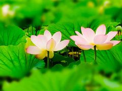 -莲花池公园