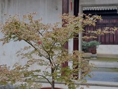 -留园