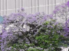 -成都市活水公园