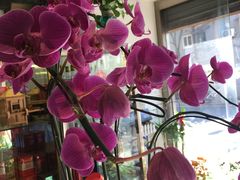 -FEI FEI FLOWER鲜花店·气球派对·宝宝宴布置(虹口德必运动Loft店)