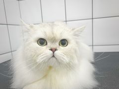 -BABIT巴比特宠物(MOMOPARK店)