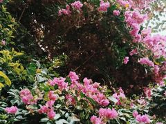 -呀路古热带植物园