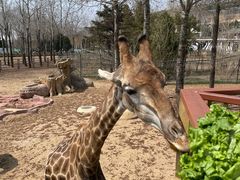 -大连森林动物园