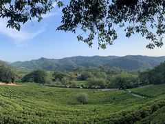 -雁南飞茶田景区