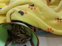 -乐派堂宠物医院·猫友好· 心脏科(东街店)