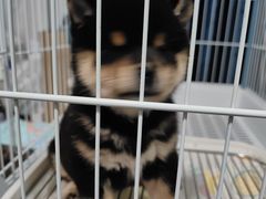 -瑞派康怡24h宠物医院·犬猫医疗中心·微创绝育(瑞景分院)