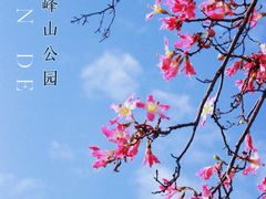 -顺峰山公园