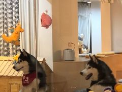 -Husky Go! 哈士奇体验馆·宠物咖啡厅狗咖