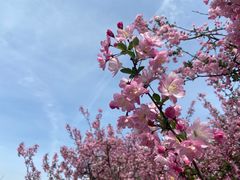 -高东镇樱花园