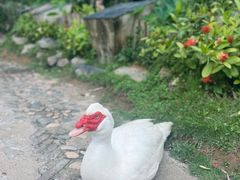 -观澜山水田园
