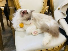 -共舞时光猫咖·狗咖(新街口店)