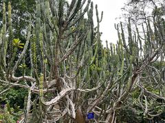 -中国科学院西双版纳热带植物园